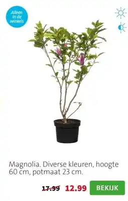 Intratuin Magnolia. Diverse kleuren, hoogte 60 cm, potmaat 23 cm. aanbieding