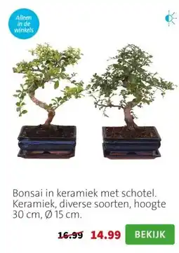 Intratuin Bonsai in keramiek met schotel. Keramiek, diverse soorten, hoogte 30 cm, Ø 15 cm. aanbieding