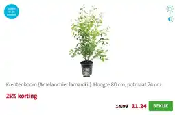 Intratuin Krentenboom (Amelanchier lamarckii). Hoogte 80 cm, potmaat 24 cm. aanbieding