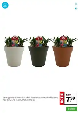 Intratuin Arrangement Bloom Bucket. Diverse soorten en kleuren, hoogte 25, Ø 16 cm, inclusief pot. aanbieding