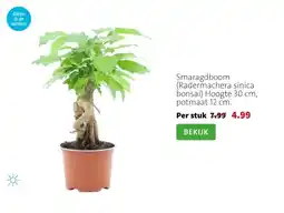 Intratuin Smaragdboom (Radermachera sinica bonsai) Hoogte 30 cm, potmaat 12 cm. aanbieding