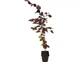 Hornbach FLORASELF Rode beuk Fagus sylvatica atropunicea 6-pack aanbieding