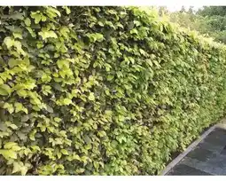 Hornbach FLORASELF Beuk Fagus sylvatica aanbieding