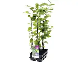 Hornbach FLORASELF Haagbeuk Carpinus betulus 6st aanbieding