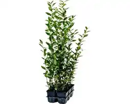 Hornbach FLORASELF Haagliguster Ligustrum ovalifolium 6st aanbieding