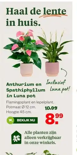 Welkoop Anthurium en Spathiphyllum in Luna pot aanbieding