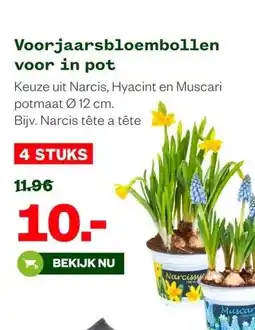 Welkoop Voorjaarsbloembollen voor in pot aanbieding