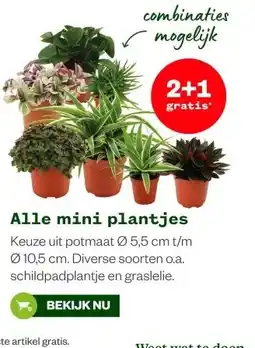 Welkoop Alle mini plantjes aanbieding