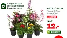 Welkoop Vaste planten aanbieding