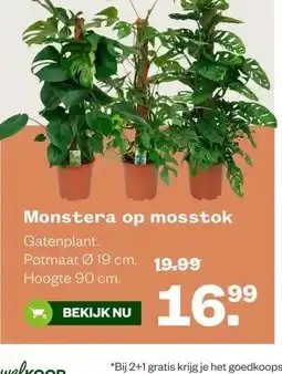 Welkoop Monstera op mosstok aanbieding
