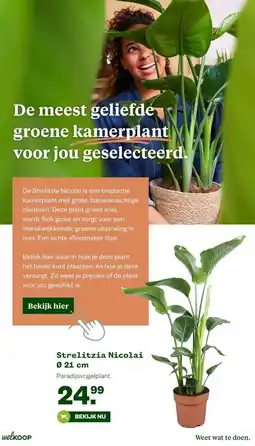Welkoop Strelitzia Nicolai Ø 21 cm aanbieding