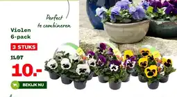 Welkoop Violen 6-pack aanbieding