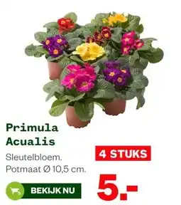Welkoop Primula Acualis aanbieding