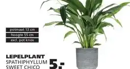 Ranzijn LEPELPLANT SPATHIPHYLLUM SWEET CHICO aanbieding