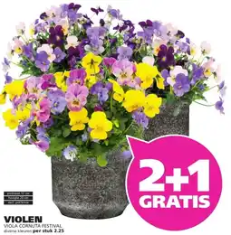 Ranzijn VIOLEN VIOLA CORNUTA FESTIVAL aanbieding
