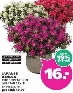Ranzijn JAPANSE AZALEA RHODODENDRON JAP STAR STYLE aanbieding