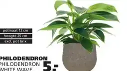 Ranzijn PHILODENDRON PHILODENDRON WHITE WAVE aanbieding