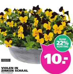 Ranzijn VIOLEN IN ZINKEN SCHAAL VIOLA CORNUTA aanbieding