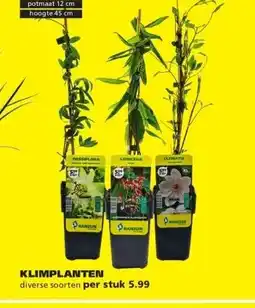 Ranzijn KLIMPLANTEN aanbieding