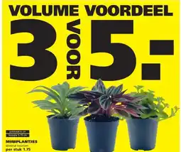 Ranzijn MINIPLANTJES aanbieding