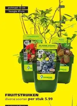 Ranzijn FRUITSTRUIKEN aanbieding