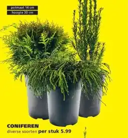 Ranzijn CONIFEREN aanbieding