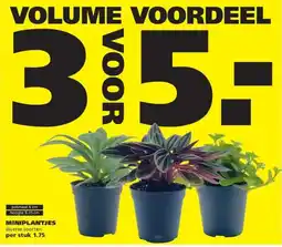 Ranzijn MINIPLANTJES aanbieding