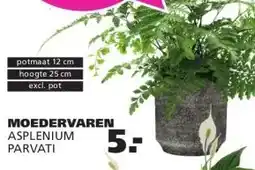 Ranzijn MOEDERVAREN ASPLENIUM PARVATI aanbieding