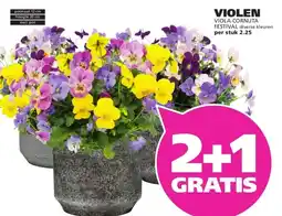 Ranzijn VIOLEN aanbieding