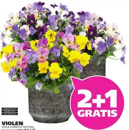 Ranzijn VIOLEN VIOLA CORNUTA FESTIVAL aanbieding
