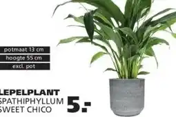 Ranzijn LEPELPLANT SPATHIPHYLLUM SWEET CHICO aanbieding