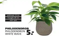 Ranzijn PHILODENDRON PHILODENDRON WHITE WAVE aanbieding