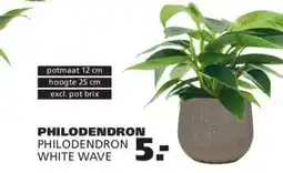 Ranzijn PHILODENDRON PHILODENDRON WHITE WAVE aanbieding
