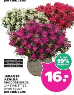 Ranzijn JAPANSE AZALEA RHODODENDRON JAP STAR STYLE aanbieding