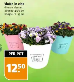 Poiesz Violen in zink aanbieding