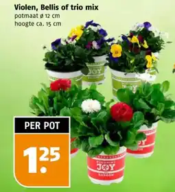 Poiesz Violen, Bellis of trio mix aanbieding