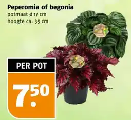 Poiesz Peperomia of begonia aanbieding