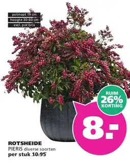 Ranzijn Rotsheide Pieris aanbieding