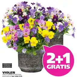 Ranzijn Violen aanbieding