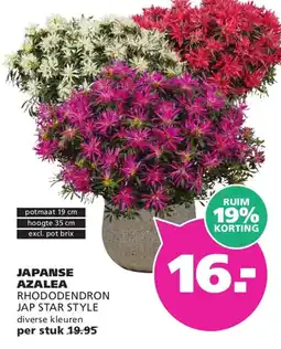 Ranzijn Japanse Azalea aanbieding