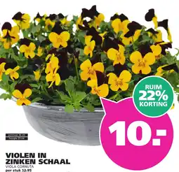Ranzijn Violen in zinken schaal aanbieding