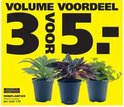Ranzijn Miniplantjes aanbieding