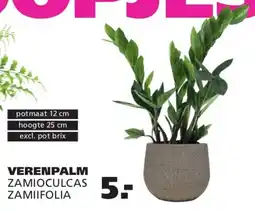 Ranzijn Verenpalm zamioculcas zamiifolia aanbieding