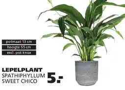 Ranzijn Lepelplant spathiphyllum sweet chico aanbieding