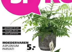 Ranzijn Moedervaren Asplenium Parvati aanbieding