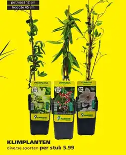 Ranzijn Klimplanten aanbieding