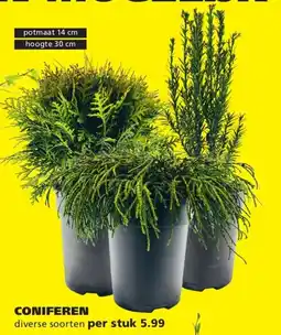 Ranzijn Coniferen aanbieding