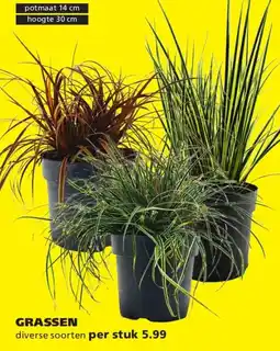 Ranzijn Grassen aanbieding