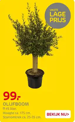 Praxis Olijfboom aanbieding