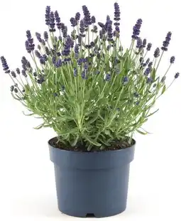 Intratuin Lavendel (Lavandula angustifolia 'Hidcote') D 17 H 30 cm aanbieding